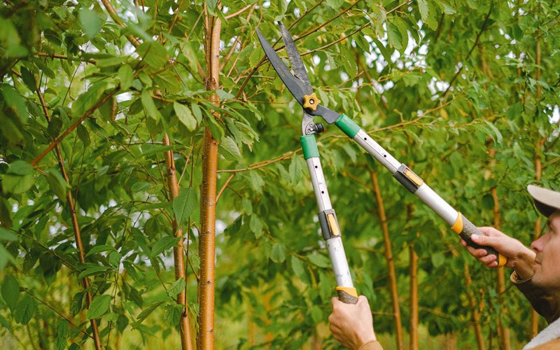Tree trimming in Lovington, IL