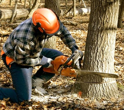 Tree Removal in Lovington, IL